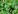 Vert pomme/ green
