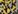 Snow leopard yellow