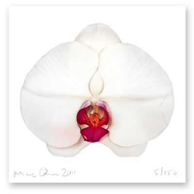 MARC QUINN White Orchid print
